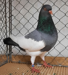 Elster Purzler schwarz